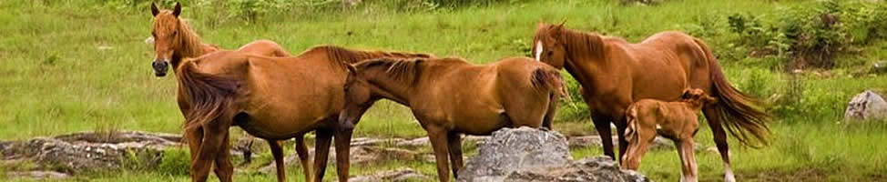 The wild horses of Kaapsehoop, Mpumalanga